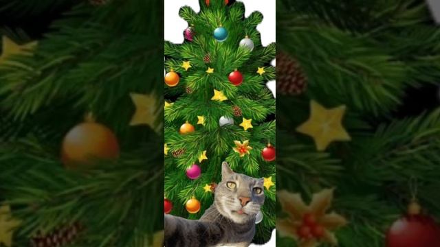 lv_0_20241228090055.mp4