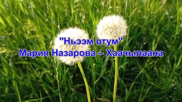 Дьуьуйуу Току ньээм Хаачылана