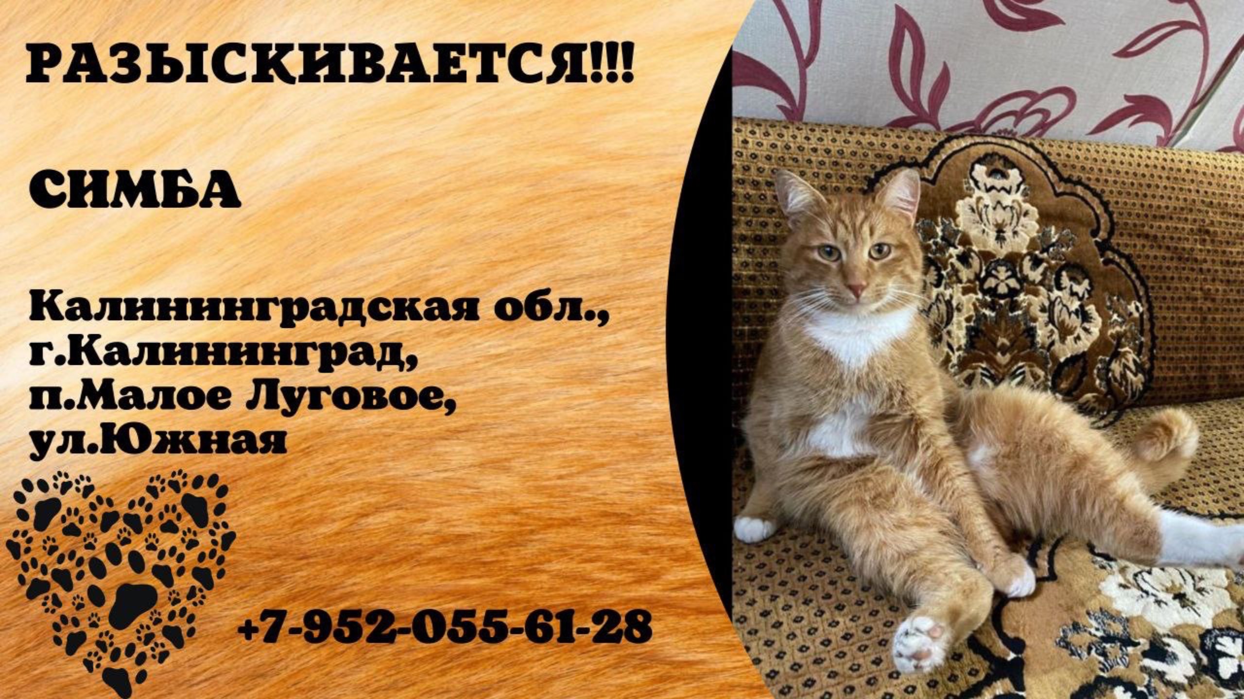 Пропал кот! СИМБА. Калининградская обл., г.Калининград.