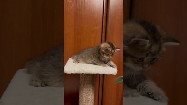 Британский котик 1,5мес. Dumbo