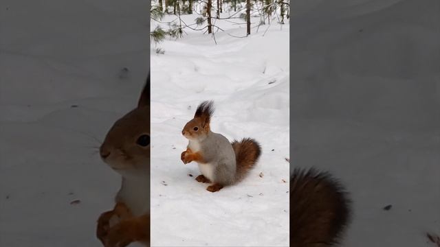 1000101241.mp4