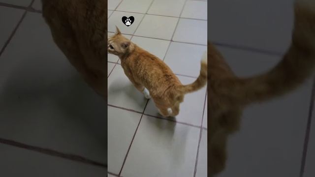 Кузя и дразнилка