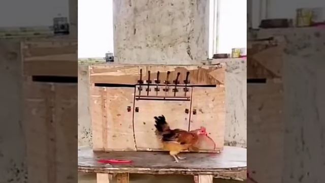 ХихиЧпок юмор