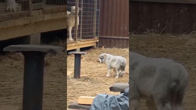 Знакомство  Рагнара из Александровой Слободы с нашей Белоснежкой#алабай #сао #большаясобака #щенки