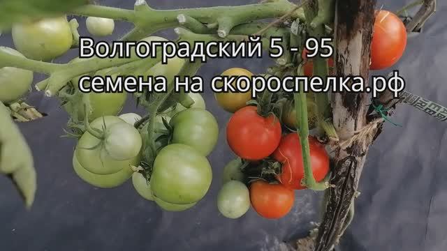 Советский сорт томата "Волгоградский 5 - 95". Сорт выведен в СССР, в 1953 году.