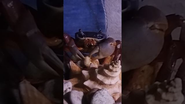 завтрак бананом, РАДУЖНЫЙ КРАБ 🦀