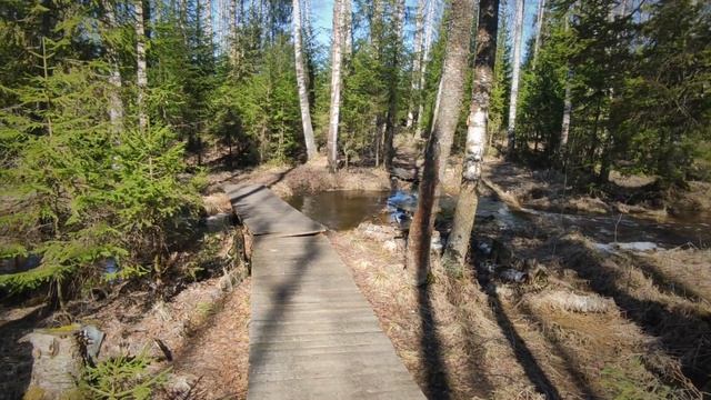 Прогулка вдоль ручья под завораживающее журчание воды и пение птиц