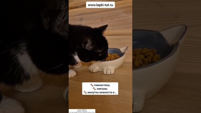 важный кот