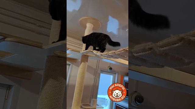 Нашкомплекс для кошек в Благотворительном Фонде защиты животных "НИКА"