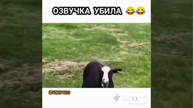 ОЗВУЧКА ПУШКА🤣🤣🤣