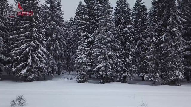 Многослойный Эпителий: Структура, Классификация (Ороговевающий, Неороговевающий, Переходный)