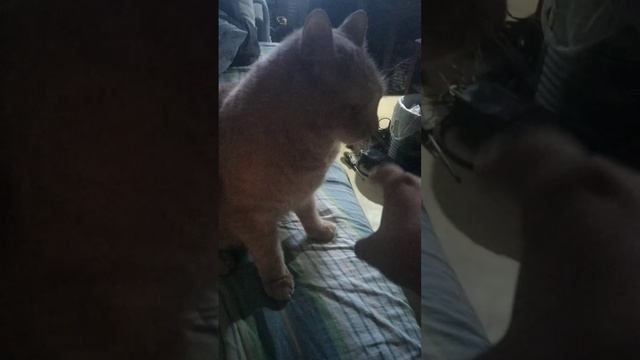 scene_output.mp4