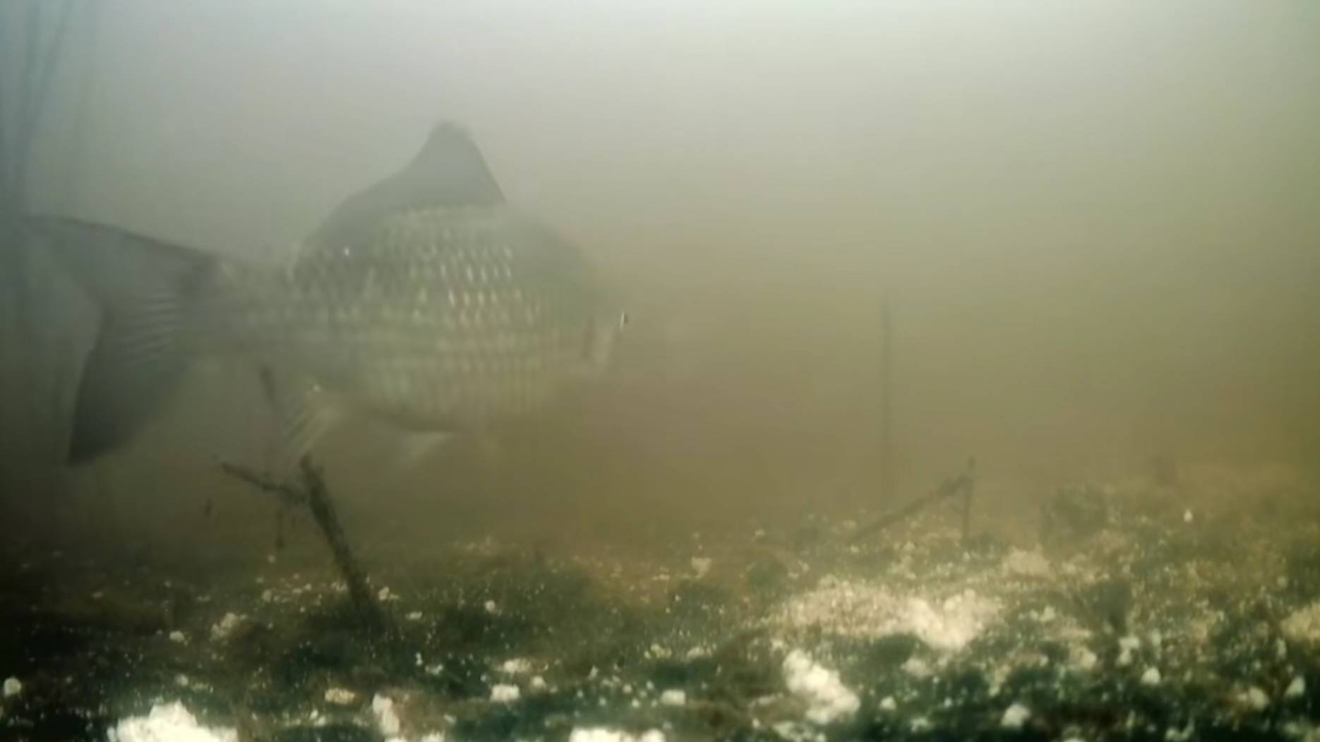 [underwater world of crucian carp and perches in the pond/подводный мир карасей и окуней в пруду]