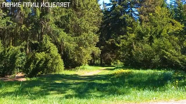 ДРОЗД ,ЕГО ПЕНИЕ СНИМЕТ НЕРВНОЕ НАПРЯЖЕНИЕ,УСПОКОИТ,ПОДАРИТ РАДОСТЬ,УМИРОТВОРЕНИЕ И ПОКОЙ