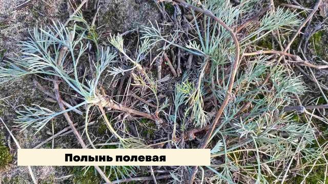 Учебный фильм «Прибрежная растительность»