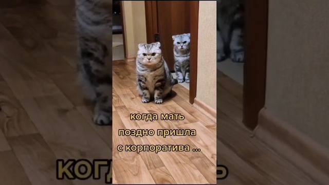 А у вас так же? #котики #голодные #новыйгод #корпоратив #праздник #юмор #животные