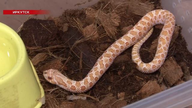 Символ 2025 года - змея: какая она и чего ждать жителям Иркутской области?