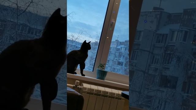 новогодний переполох с котом.