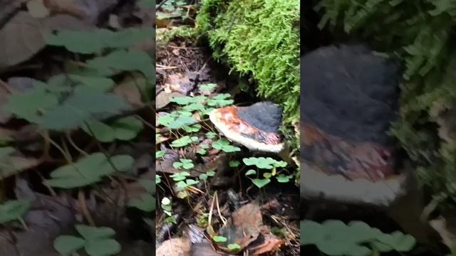 #психоделика