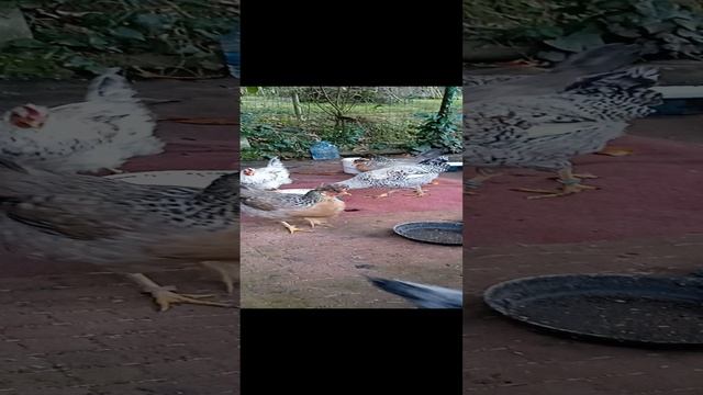 VID_20241220_163033.mp4