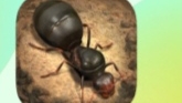 The Ants one