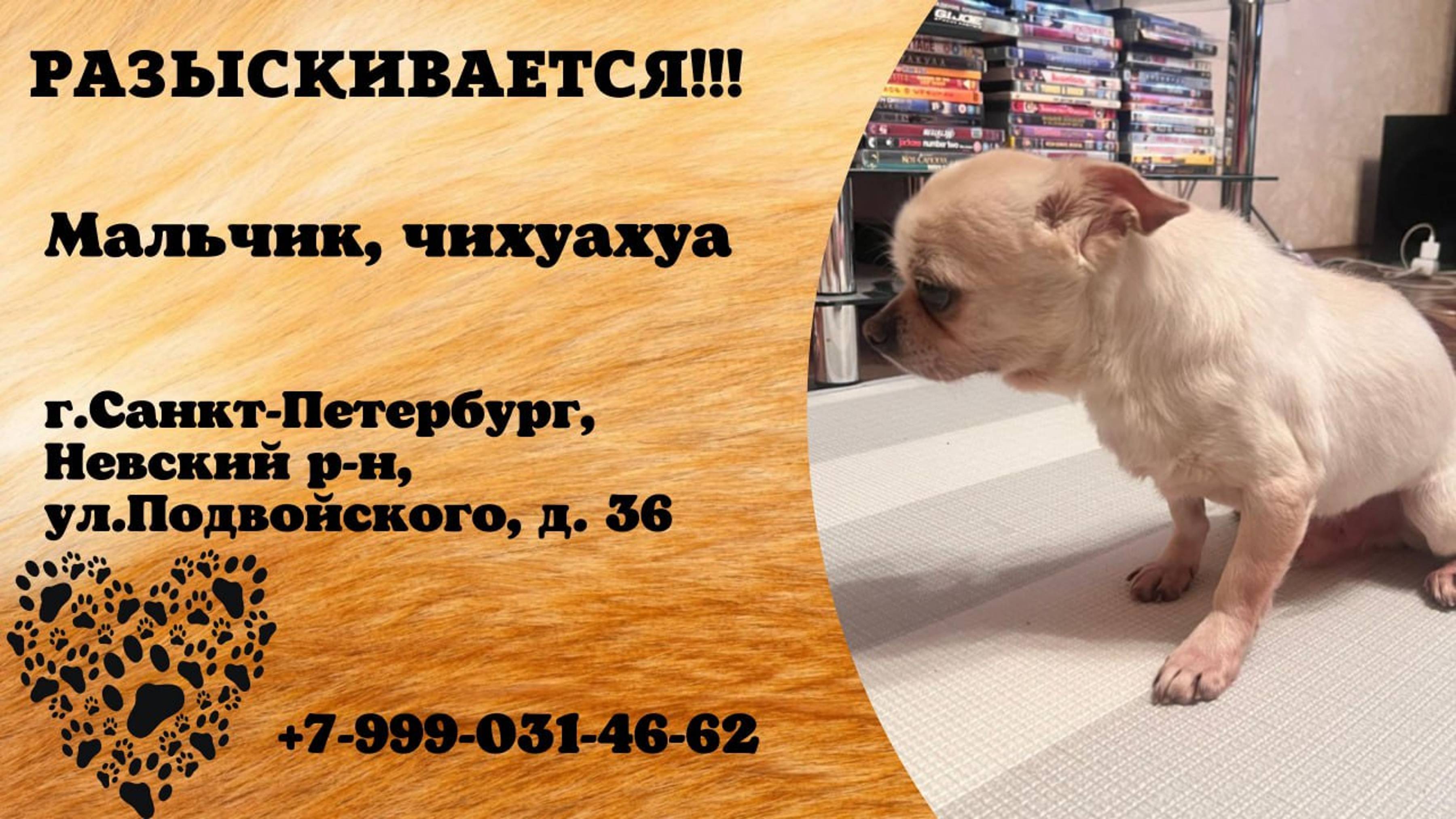 Пропала собака! Мальчик. Чихуахуа. г. Санкт-Петербург, Невский р-он