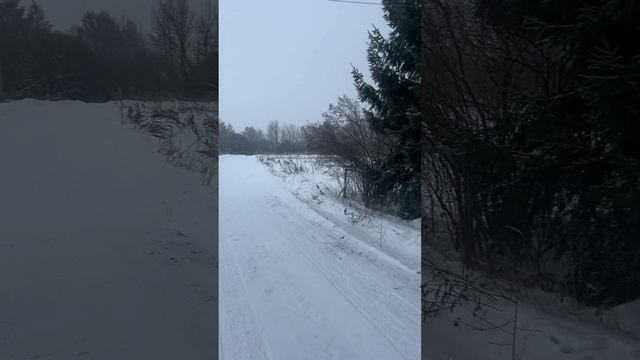 Участок 25 соток в березовой роще в деревне Бакино, Александровский район, Владимирская область.