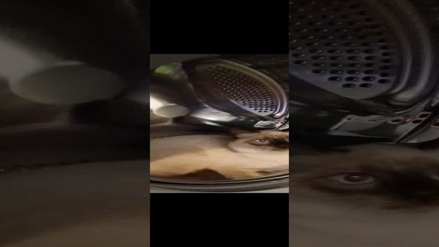 Кузя в стиралкае!!!