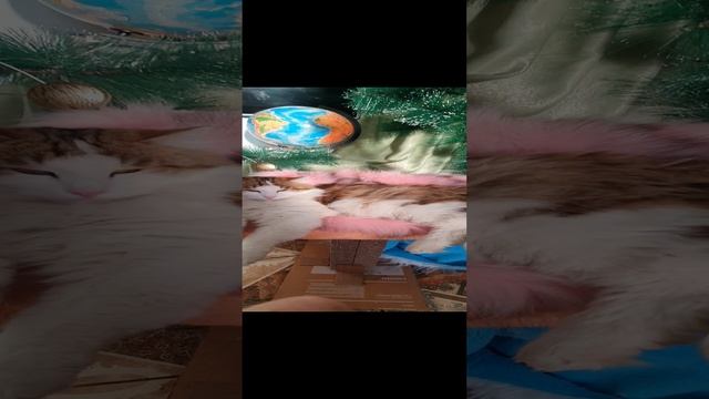 С новым годом, с новым  счастьем!!!!