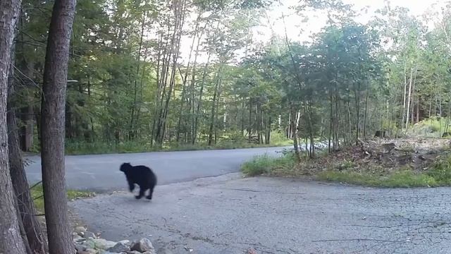 Страшнее кошки зверя нет 😺