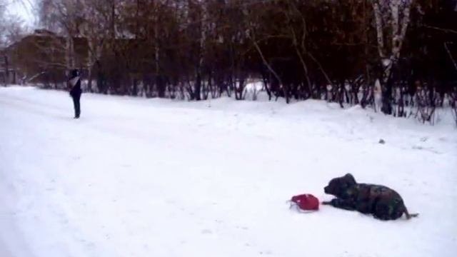 ДРЕССИРОВКА СОБАК С ПОМОЩЬЮ КЛИКЕРА стафф Ильхан