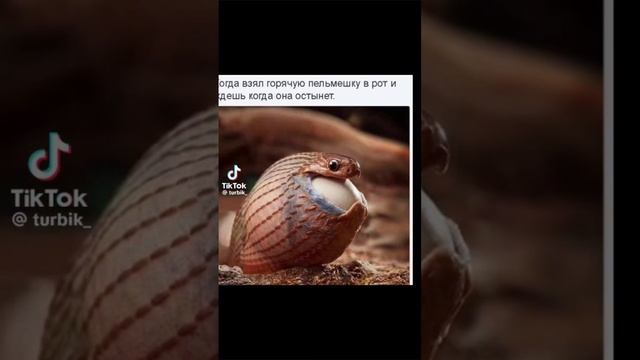 пов: когда положил пельмешку в рот и ждёшь когда она остынет🤣😂🤣😂🤣😂🤣😂🤣