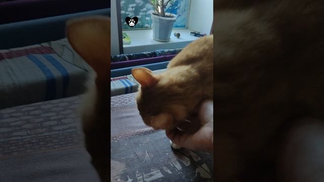 Сказочка от Кузи 2