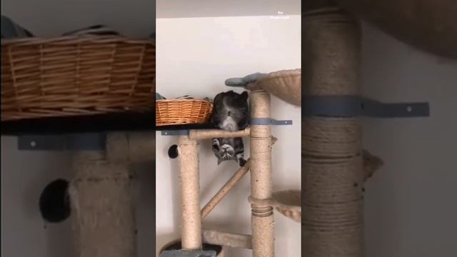 Гимнаст 😺