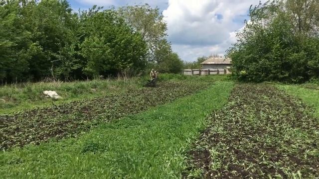 Вспашка огорода и посадка картофеля мотоблоком Нева 2 мб с китайским двигателем.