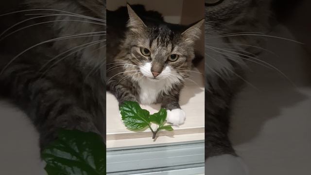 Если бы Барсик ходил в школу 🐱🏫📒