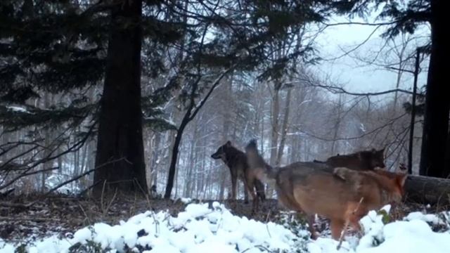 🐺 волки видео фотоловушки