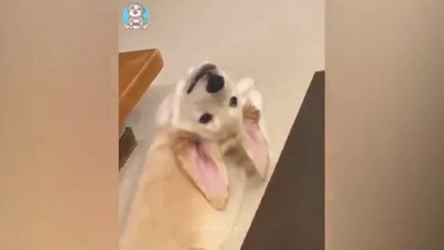 ЛУЧШИЕ ПРИКОЛЫ ПРО ЖИВОТНЫХ 14