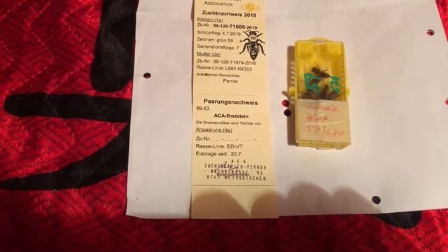 Очередная племенная матка