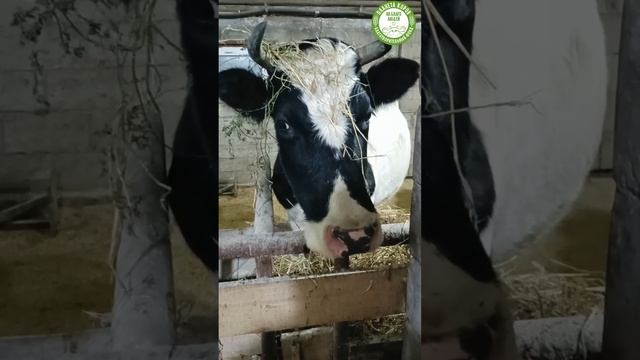 Мадхура желает Вам не забыть украсить себя к Новому году ⛄️