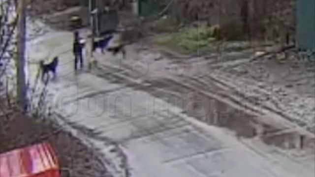 Чуть не сожрали - стая агрессивных собак едва не загрызла 11-летнюю школьницу в Ростове-на-Дону. 🐶