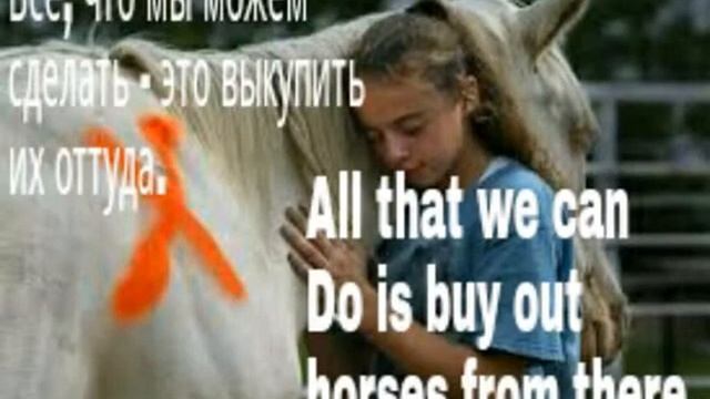 save horses from slaughter house