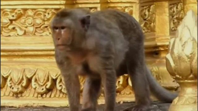 Как одна макака скорбела по ...