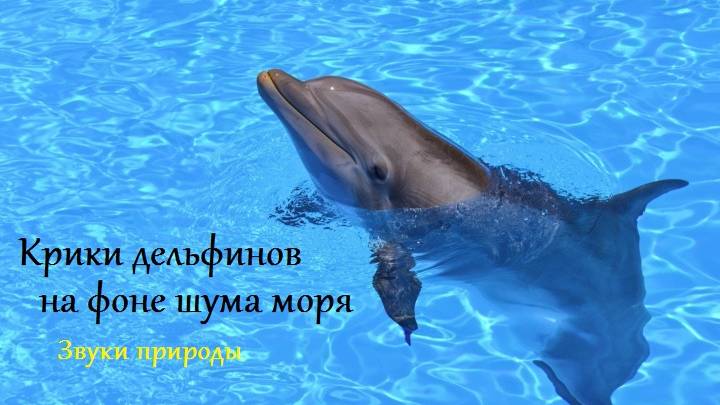 Звук моря и крики дельфинов. Звуки природы