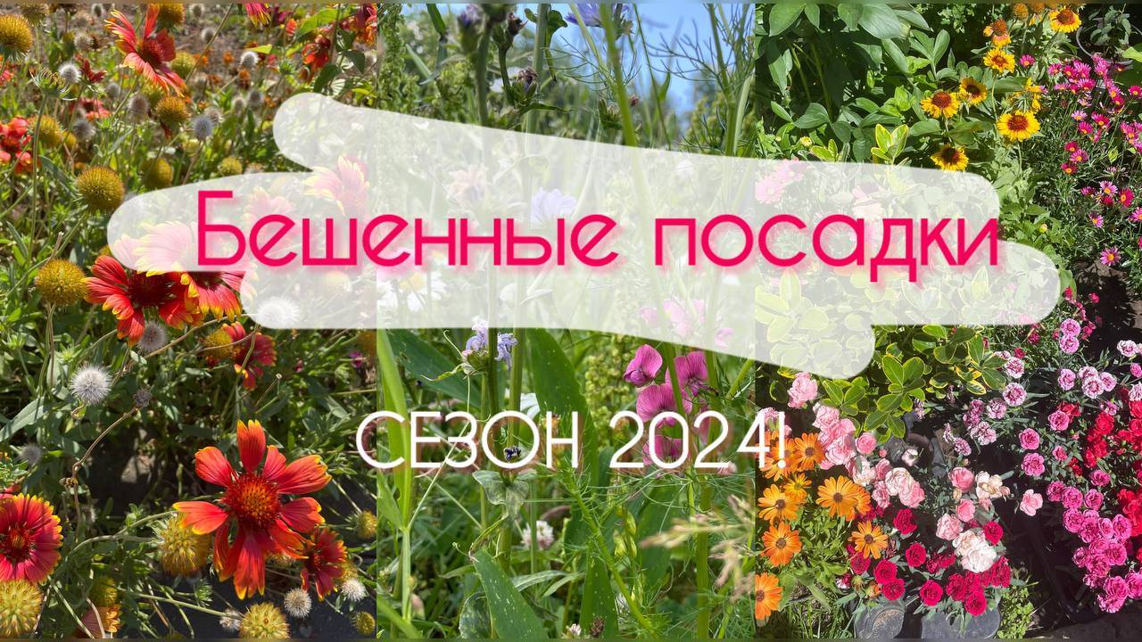 Озеленение участка) Сезон 2024