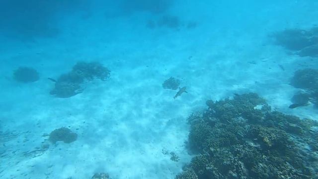 Акула, снорклинг - Cocogiri Island Resort Maldives