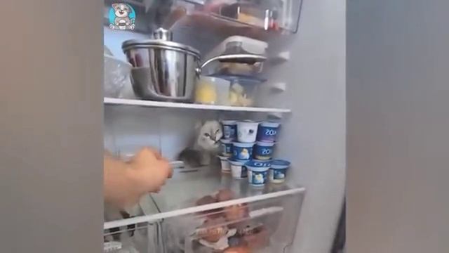ЛУЧШИЕ ПРИКОЛЫ ПРО ЖИВОТНЫХ 10