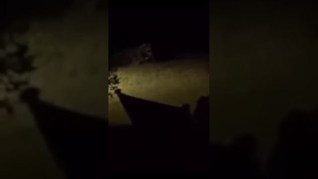 Жуткая твапь попала на камеру девушки