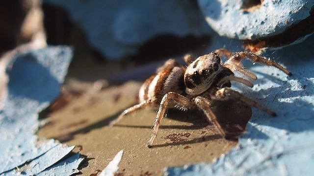 Паук-скакунчик (лат. Salticidae)