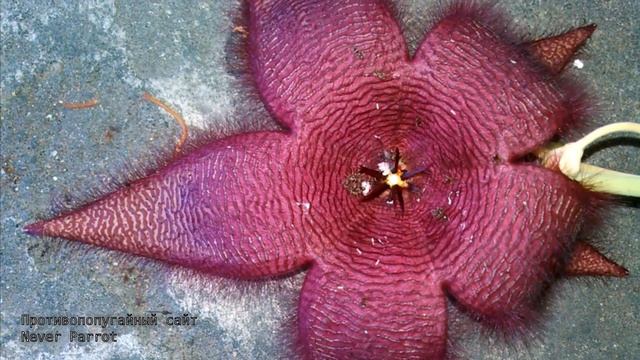 Муравъи и опарыши в цветке стапелии